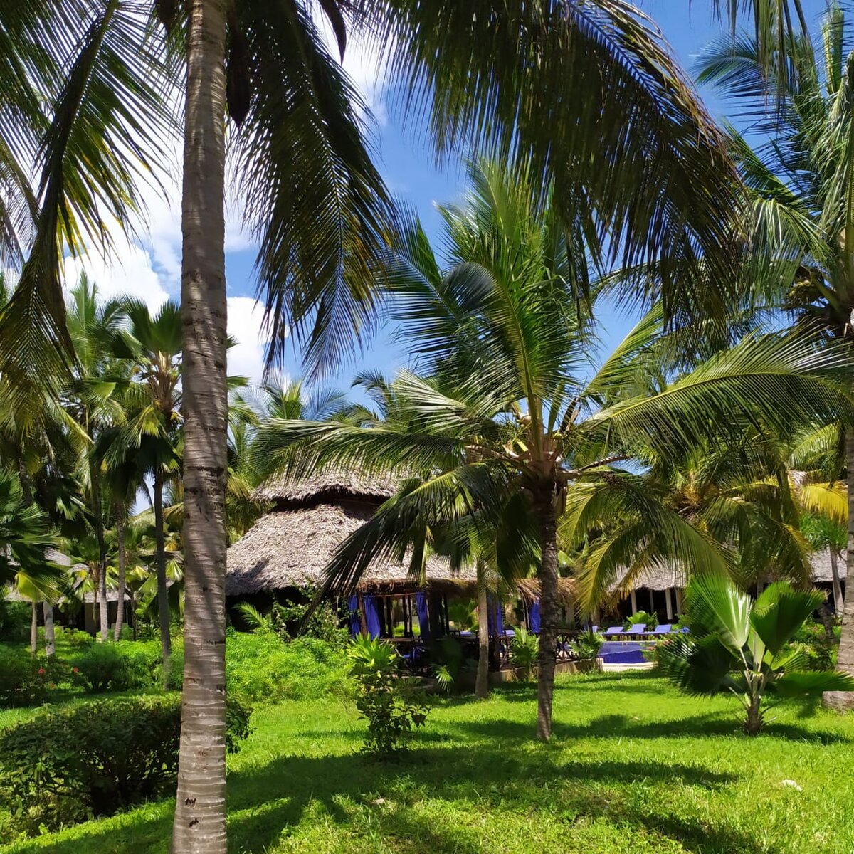 THE PALMS утопает в зелени