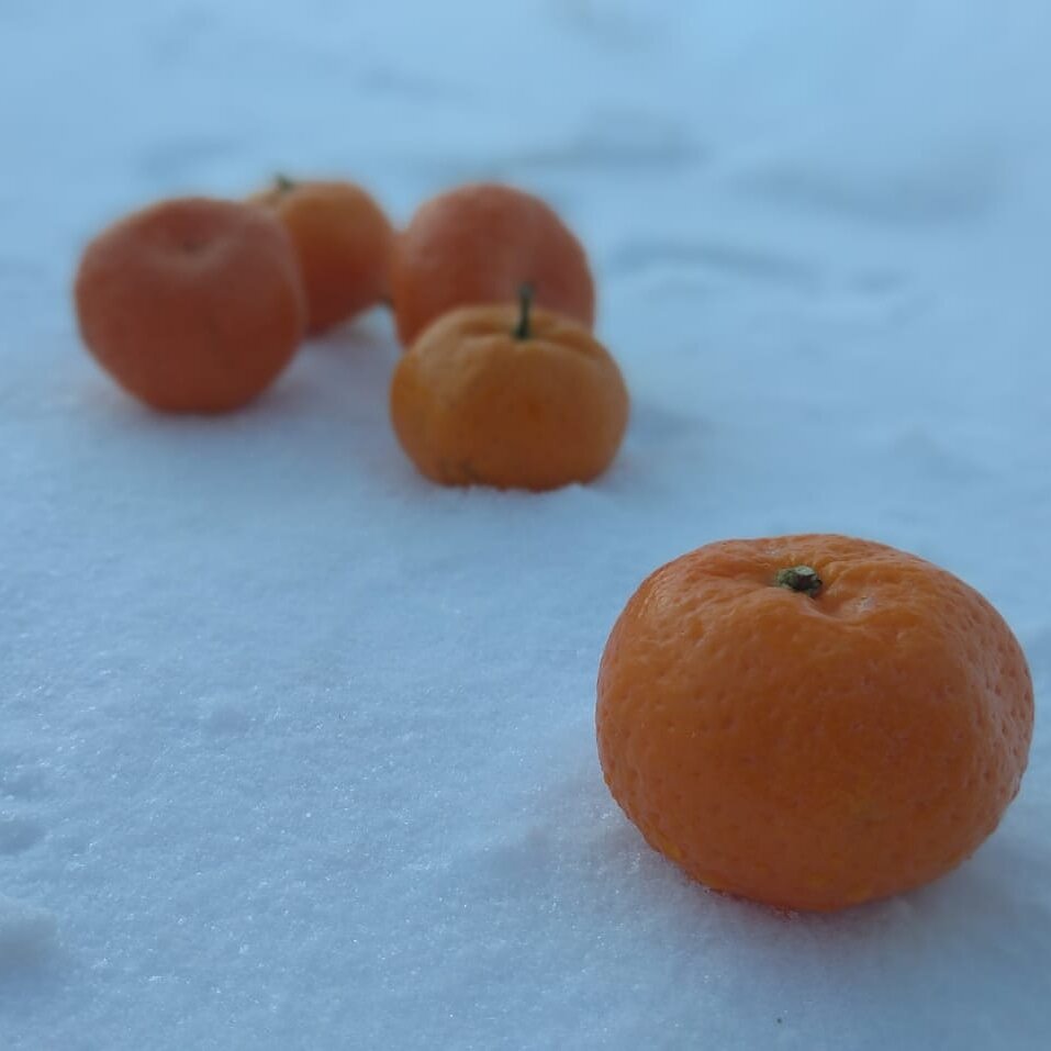 Настя шла из магазина, едва успевая за мужем. Они ждали в гости Настину подругу, с которой она не виделась уже несколько лет. ⠀
Настя была очень рада предстоящей встрече. И начала готовится заранее. Купила билеты в театр, представила, как они будут гулять по городу, разговаривать, сходят в кафешку. Это было не просто кафе. Это было их место. Место встречи.
А вот ужин Настя решила организовать дома, в семейном кругу.
⠀
- Вить, давай сходим за продуктами вместе. Что-то список получился внушительным.
⠀
Настя смотрела на мужа, смущённо улыбаясь. Ей было непросто попросить его. она уже хорошо знала его реакцию на её просьбы. Витя не отказывал. Но то, как он это делал, всегда ранило Настю.
⠀
Вот и в этот раз. Она увидела его недовольное выражение лица, он несколько раз тяжело вздохнул и нехотя стал одеваться.
Молния на куртке застряла. И он дёргал её сердито. Ворчал. Бубнил что-то злое себе под нос. А она стояла уже одетая и терпеливо ждала.
Чувство радости, от ожидания встречи и того, что муж согласился пойти с ней, постепенно перемешивалось с ощущением неудобства, она то пыталась помочь застегнуть замок, то, предлагала другую куртку. Наконец, молния поддалась.
⠀
Всю дорогу муж отвечал односложно или вовсе молчал, а она заглядывала ему в глаза, пыталась, шутить, делилась планами.
В магазине, уткнувшись в телефон, Витя катил перед собой тележку, в которую она складывала продукты. Наполняя пакеты, она уже была не рада, что они пошли вместе. Но тепло от встречи с подругой всё ещё было сильнее.
⠀
- Вить, подожди, ну куда ты спешишь?
⠀
Муж резко поворачивается к ней и в этот момент ручка пакета не выдерживает и всё содержимое вываливается. Настя видит как маленькие мандарины, словно оранжевые бусины раскатываются на снегу.
⠀
- Это всё из-за тебя! Куда столько продуктов! Надо было проверить пакет!
⠀
-Вить, да ты чего?
⠀
Настя пытается ещё что-то сказать, но обида сжимает горло, а слёзы так и катятся горошинами, падая на снег рядом с такими яркими бусинами-мандаринами.
Виктор просматривал видео на ютубе, обзор автомобилей, тест-драйвы. Не то чтобы он хотел сейчас менять машину. Просто это как-то хоть немного успокаивало и отвлекало от беспокойных мыслей. На работе последнее время не складывалось.

Сквозь звуки моторов Виктор услышал, как жена просит его сходить с ней в магазин. Идти он не хотел. Но отказать не мог.
Хочешь - не хочешь, а помогать надо, жена всё-таки.
Виктор нехотя оторвался от компьютера.

- И что ей спокойно не живётся? вечно она что-то придумывает. Сходили бы со Светкой в кафешку. Нет, выдумала семейный ужин какой-то.
Виктор и не заметил, что говорит это вслух.
- Ещё молнию заело!

Виктор злился, дёргал замок. Наконец молния поддалась.
По дороге в магазин мысли, которые тщательно отгонял от себя Виктор, с новой силой накинулись на него, как будто только этого и ждали. Последнее время он часто был раздражённым, усталым. Злился на всех и на всё, а больше всего на себя.

Виктор, выходя с полными пакетами, заспешил домой. Там дома, возле компьютера ему удавалось спрятаться от тревоги и даже от себя самого.

Голос жены заставил остановиться. И в этот же момент пакет не выдерживает, и всё содержимое вываливается на дорожку.

- Это всё из-за тебя! Куда столько продуктов! Надо было проверить пакет!

Виктор почти кричит. Он не сразу замечает, что жена плачет. От этого ему становится не по себе
Виктор старается не смотреть на Настю, не видеть её слёз.

Уже дома Виктор попросит прощения у Насти. Они вместе накроют на стол и будут ждать Светку.
В общем, всё как всегда.

А возможно с этого дня будет всё по - другому, например, так:

⚡Настя больше не станет просить Виктора о помощи. Будет ходить сама за продуктами.

⚡Или так: Виктор с этого дня будет помогать Насте. Как только она его попросит.

⚡Или так: Виктор будет честно говорить Насте, что он не хочет, не может сделать, то, что она просит. И Настя будет принимать несогласие мужа, и решать свои проблемы сама.

⚡Или так: Виктор скажет ей, что он
не хочет идти в магазин и предложит Насте заказать продукты через интернет.

Как видите, решений может быть много.
А какое решение обычно выбираете вы?