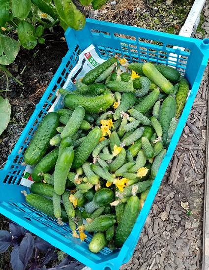 Свои, родные огурчики, съёмка 16 октября 2020 г.