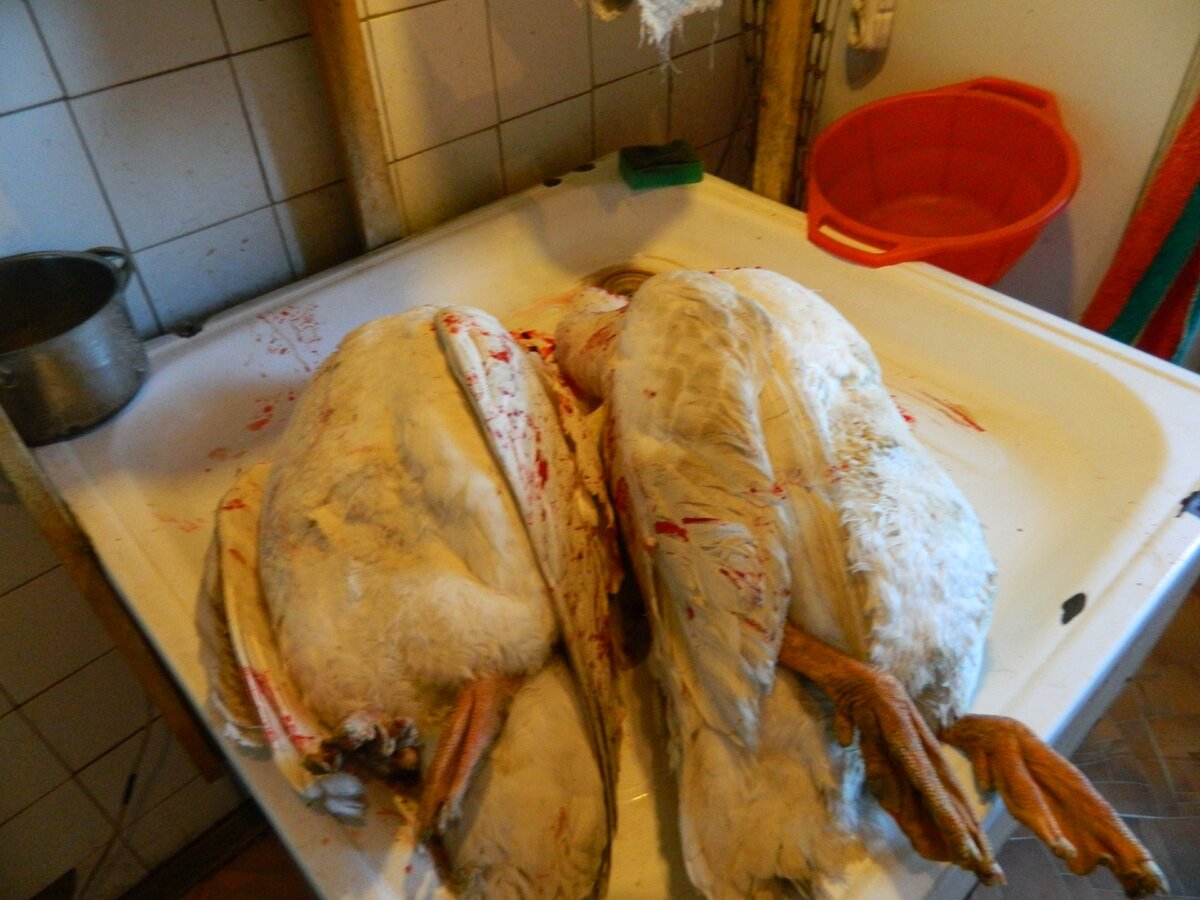 Теперь это подарки.