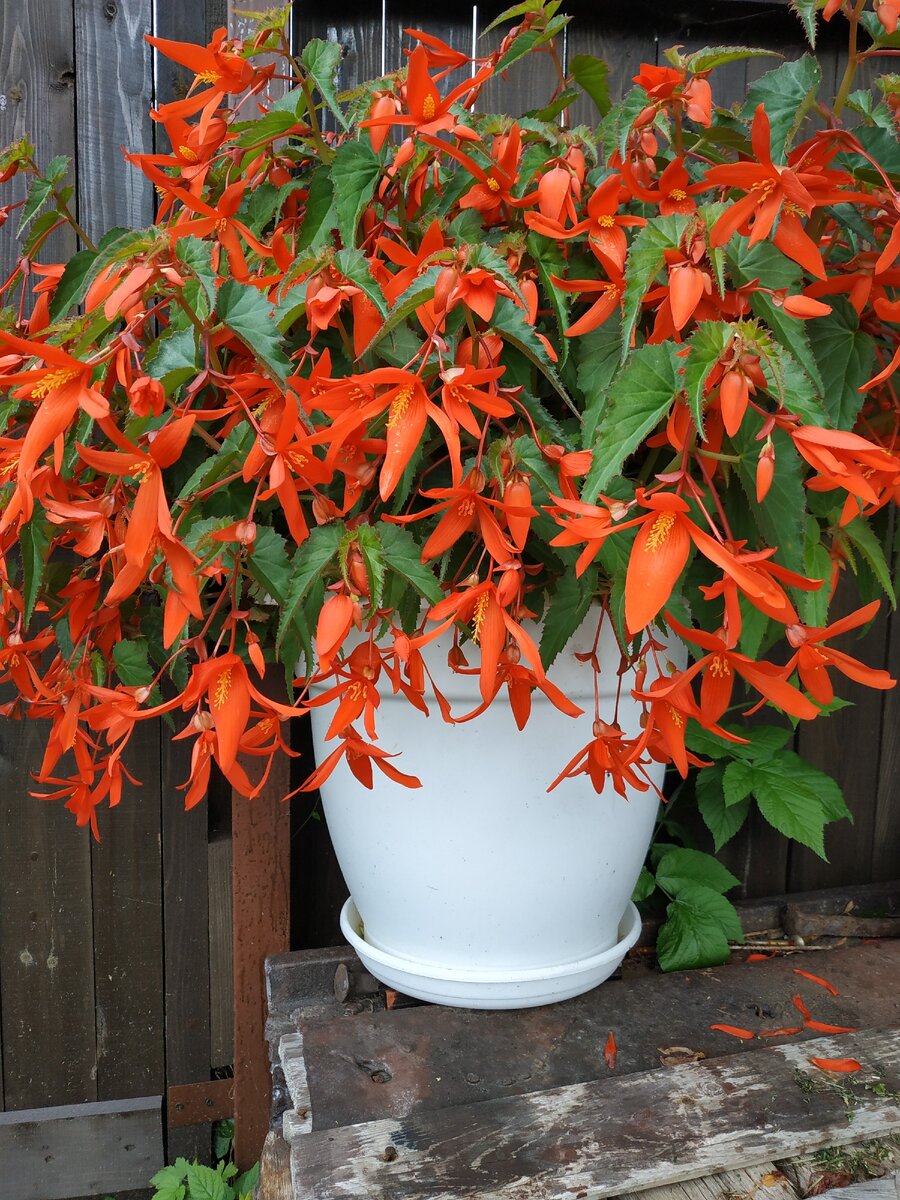 Бегония Боливийская Санта Круз из семян.