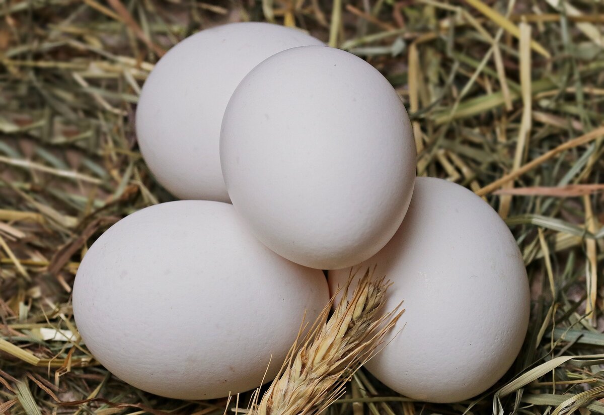 Куриные яйца: все ли вы о них знаете? Рассказываем о фактах, которые удивят даже искусных хозяек и хозяинов.