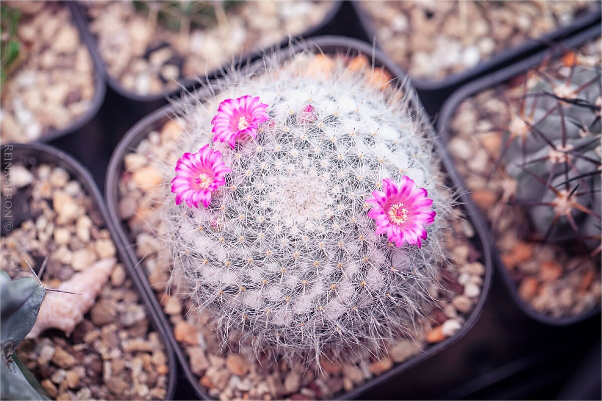 Маммиллярия Ханиана Mammillaria