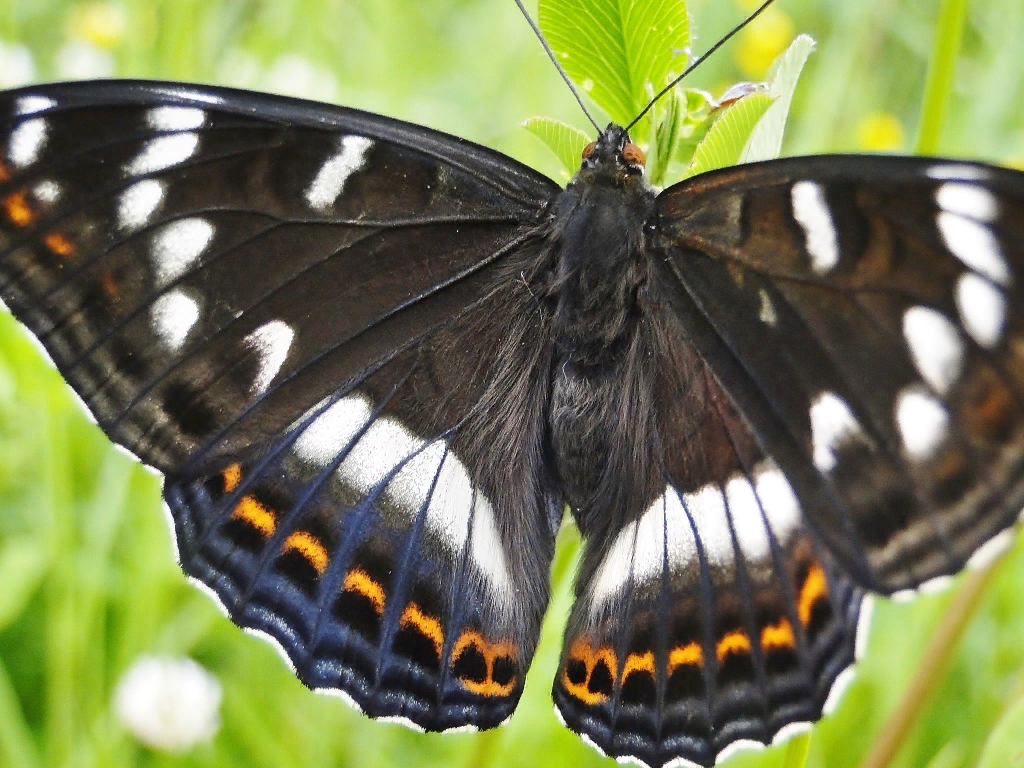 Черные бабочки 1. Бабочка Махаон Адмирал. Белый Адмирал бабочка. Адмирал (бабочка) Нимфалиды. Бабочка Адмирал черно белая.