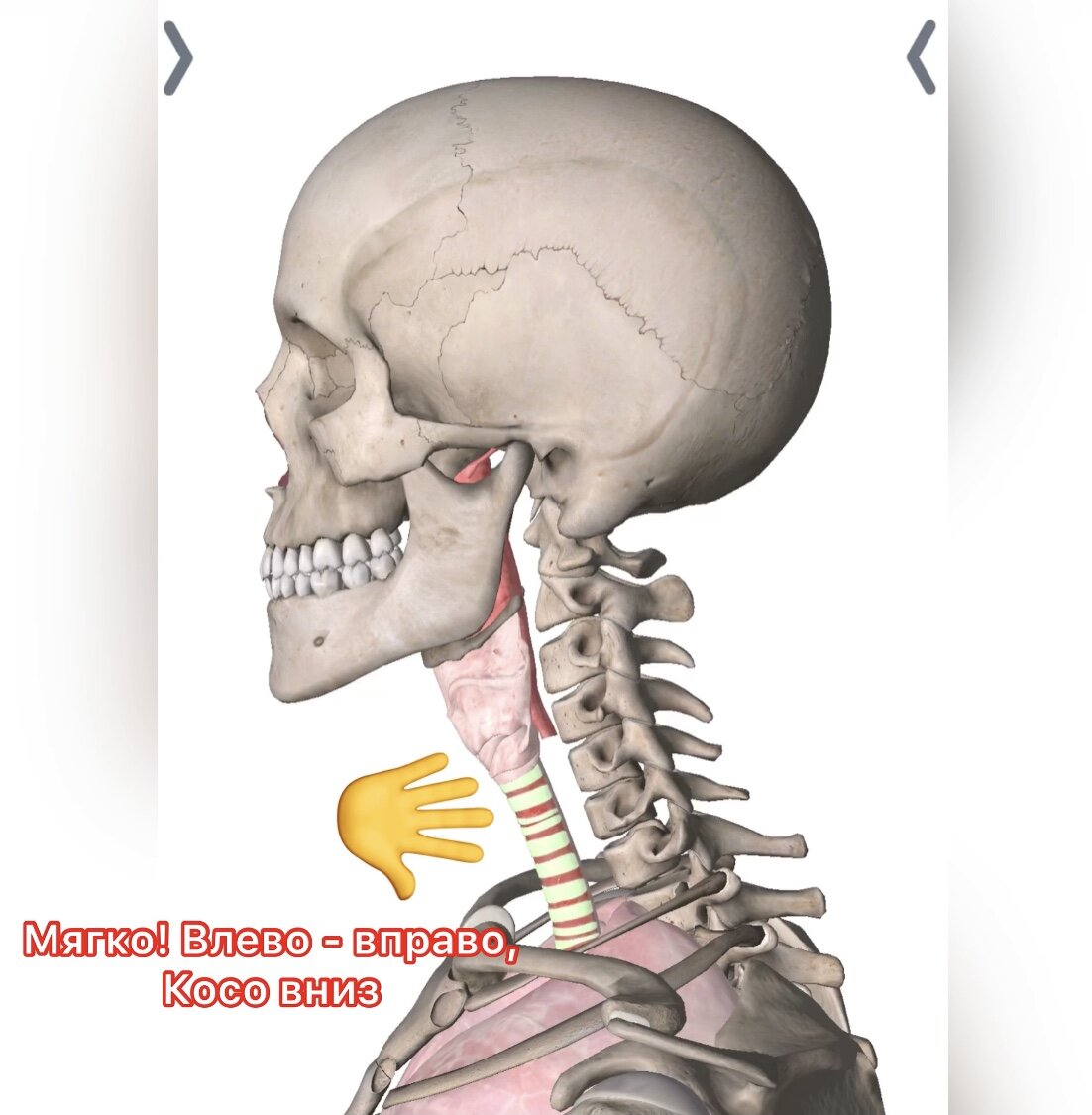 Положение правой руки