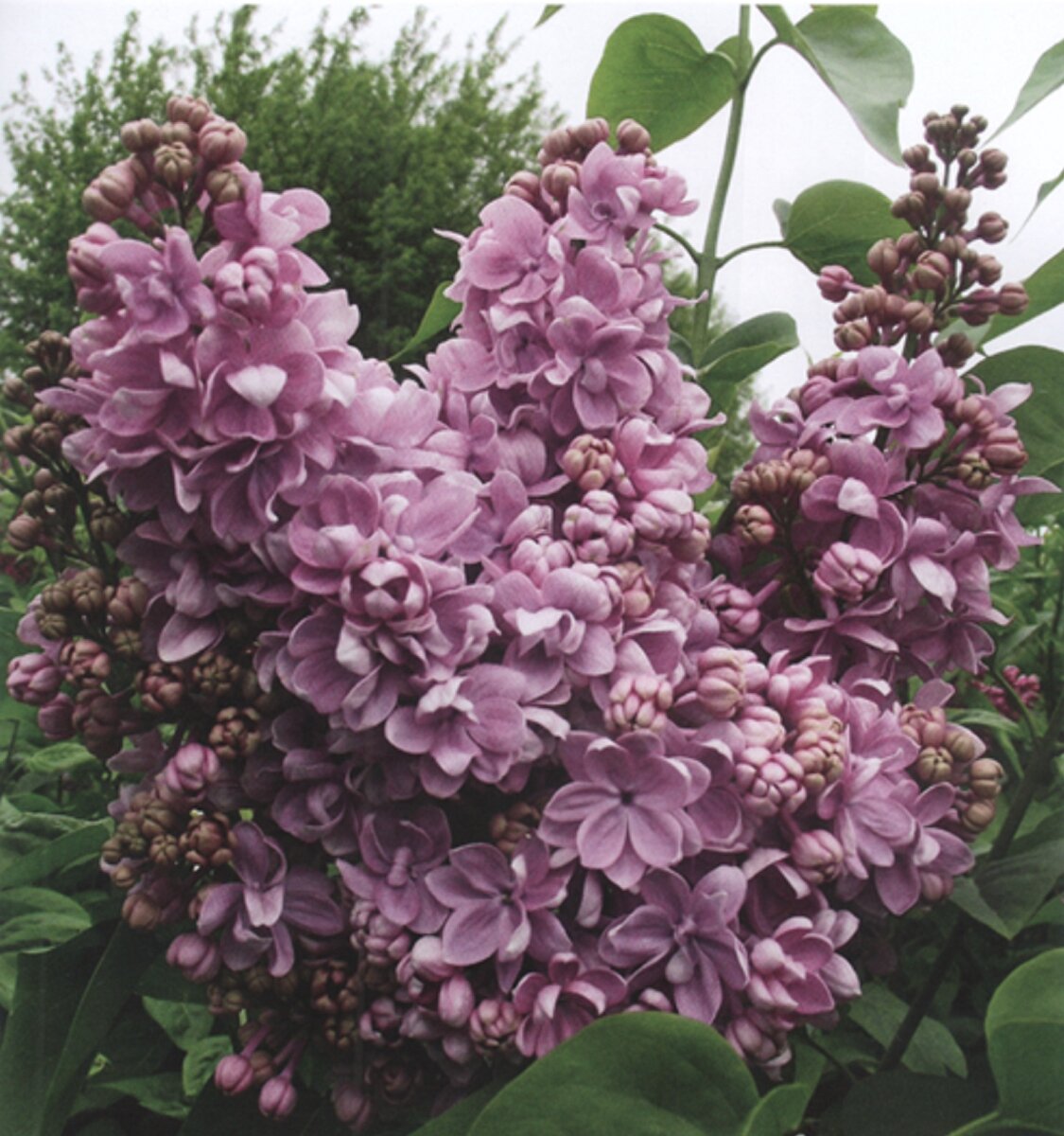 Сирень обыкновенная (Syringa vulgaris l.)