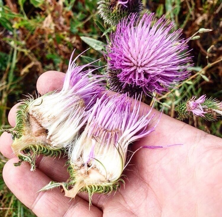 Чертополох 