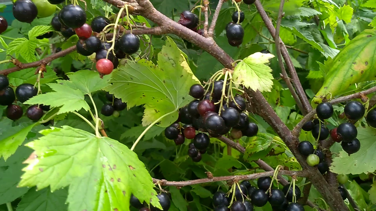 Почему не плодоносит черная и красная смородина, на кустах нет ягод – 5 причин и что делать