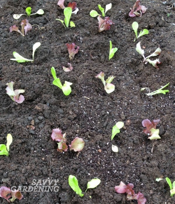 Интенсивная посадка культур в сетку, как эти детские салаты, позволяет выращивать больше пищи в меньшем пространстве.