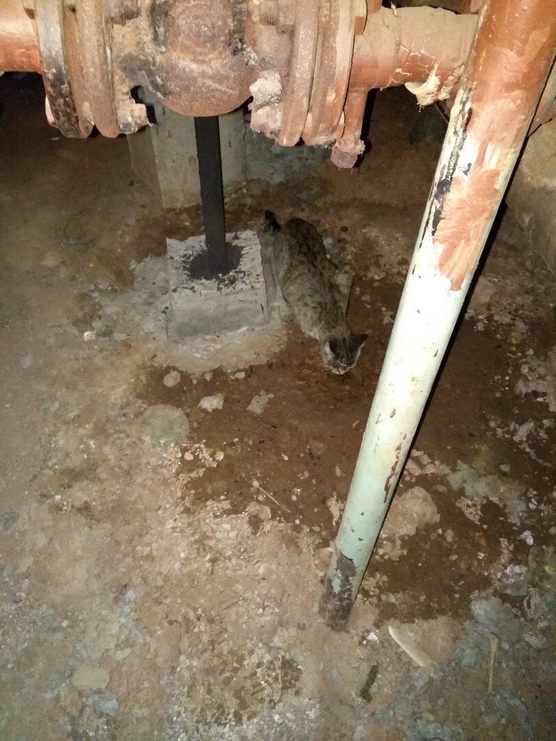 Вот такую воду пьют подвальные кошки