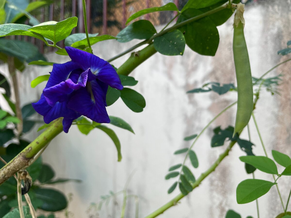 Описание клитории тройчатой или Clitoria Ternatea, уход и посадка, а также применение