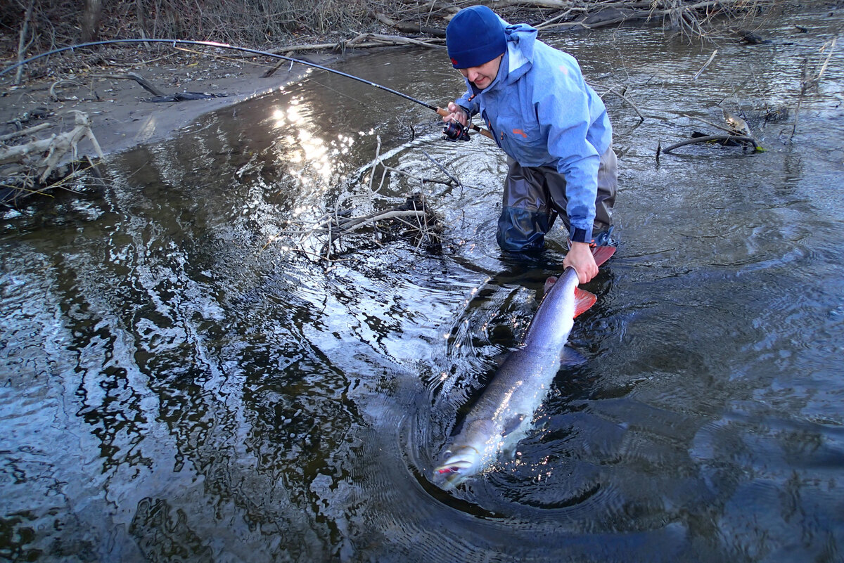 Вываживание тайменя за хвост