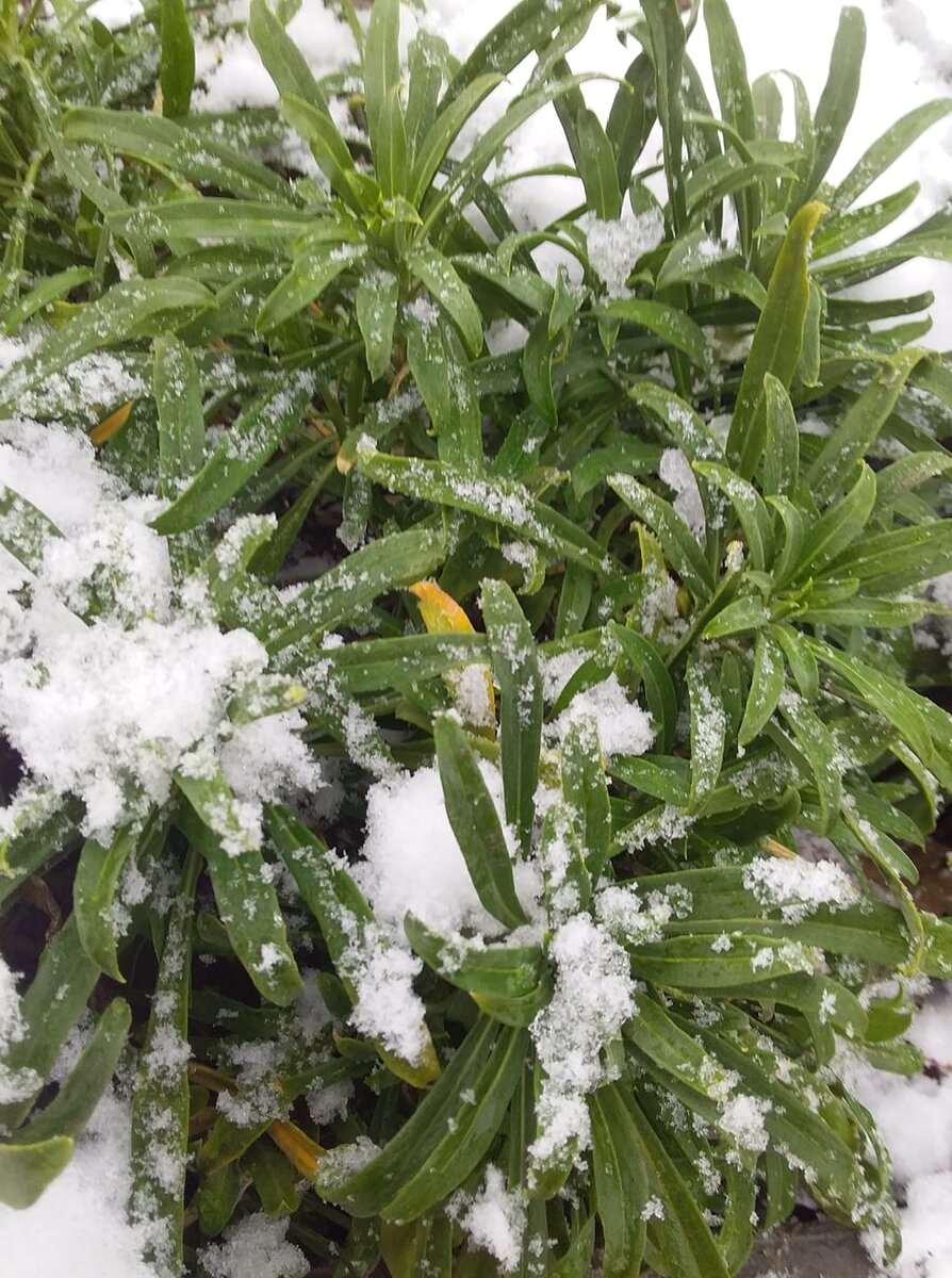 Растения не боятся крымской зимы. С утра падал снег хлопьями, а к обеду уже начал таять.