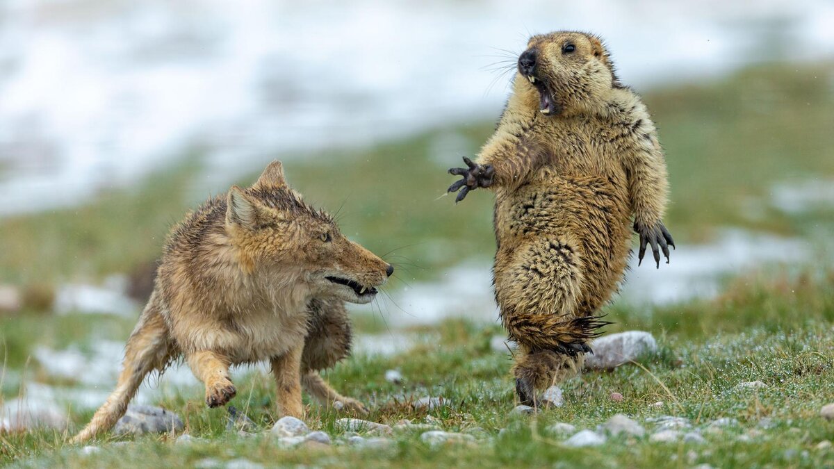 Лучшие фотографии дикой природы 2019 года по версии National Geographic