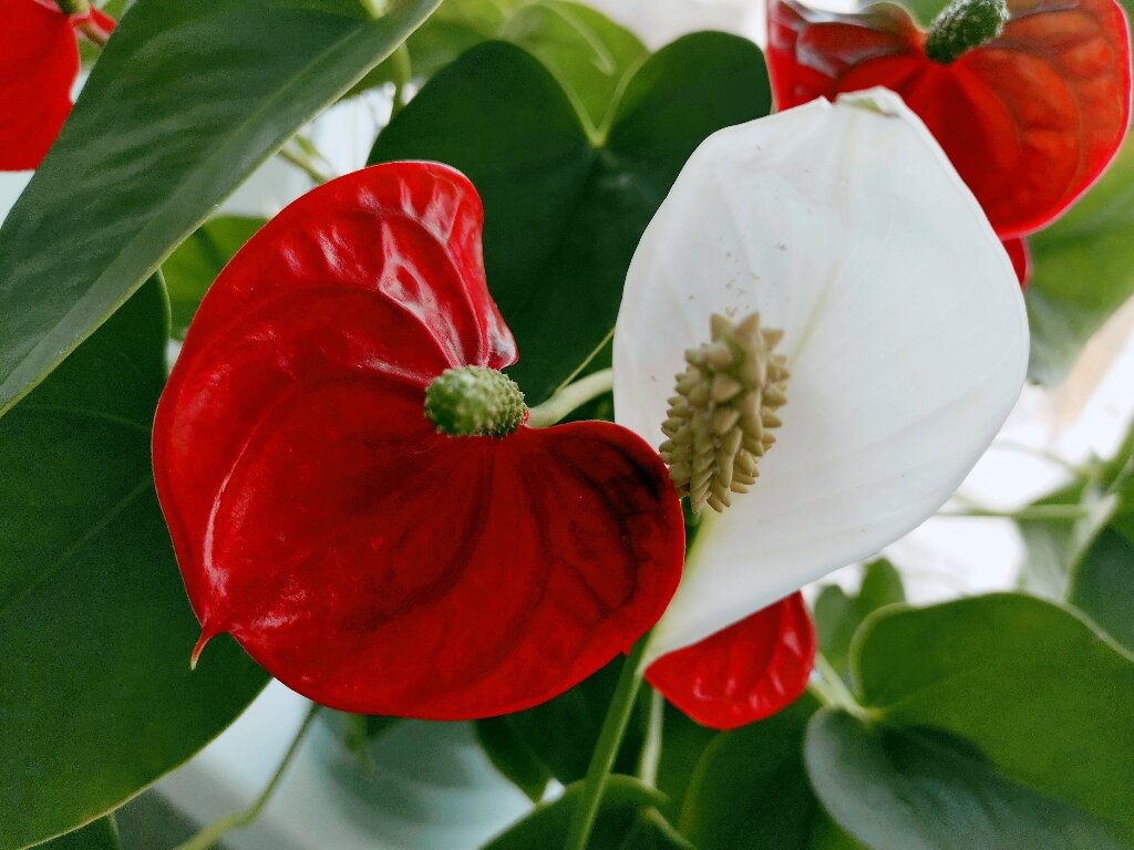 Цветы антуриума и спатифиллума рядом