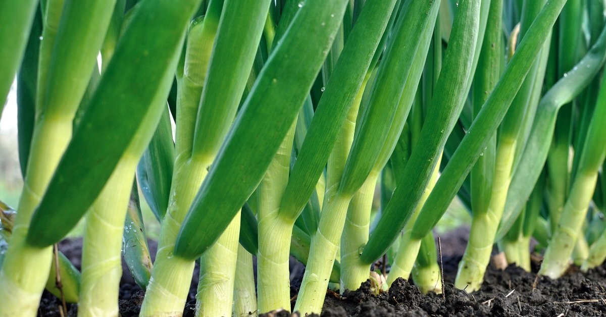 Фото с сайта: https://www.ogorod.ru/ru/ogorod/cabbage/16287