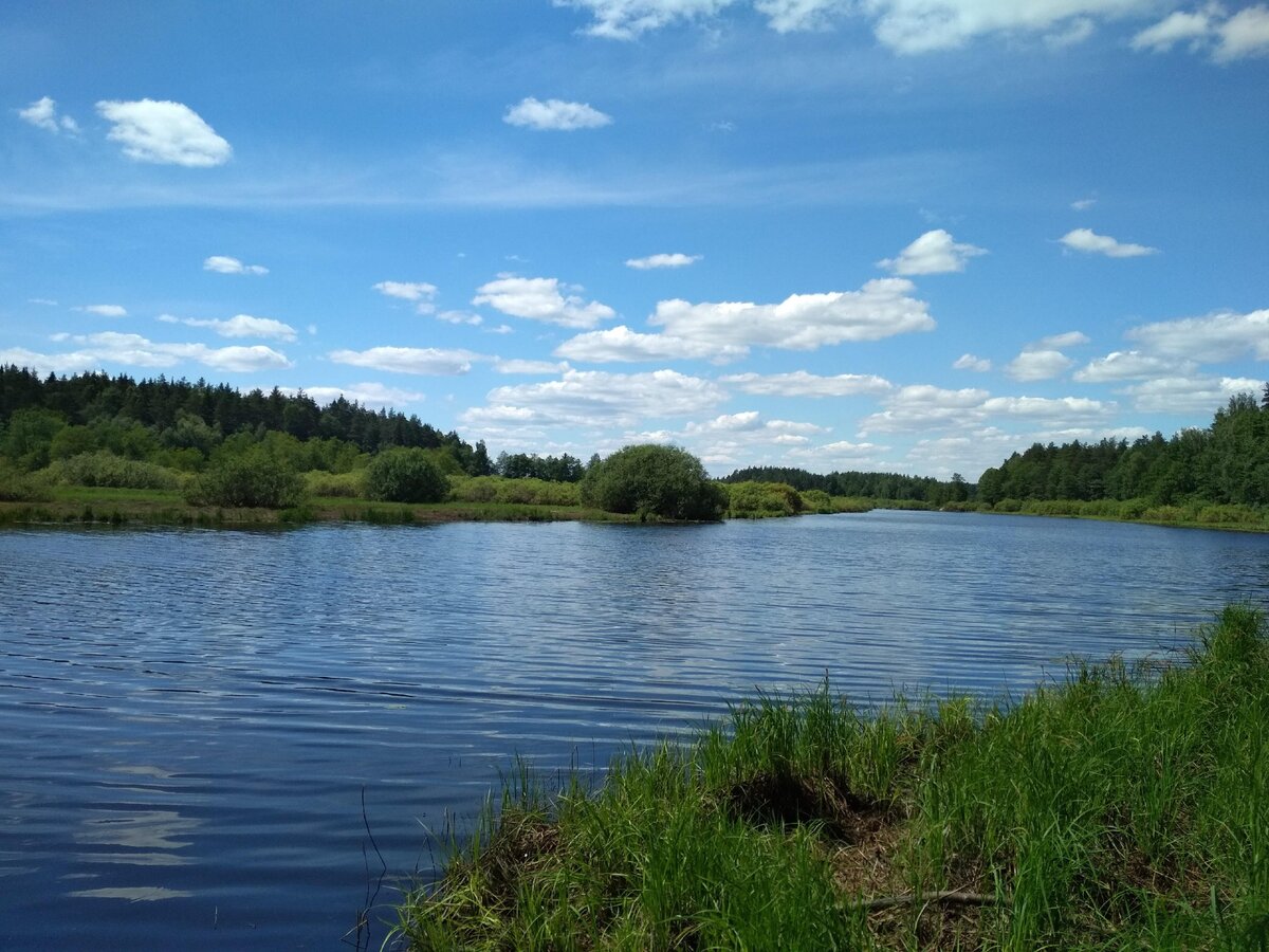 У излучины реки ялмы в старой