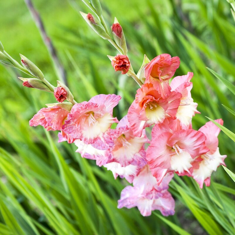 Гладиолусы (Фото используется по стандартной лицензии ©azbukaogorodnika.ru)