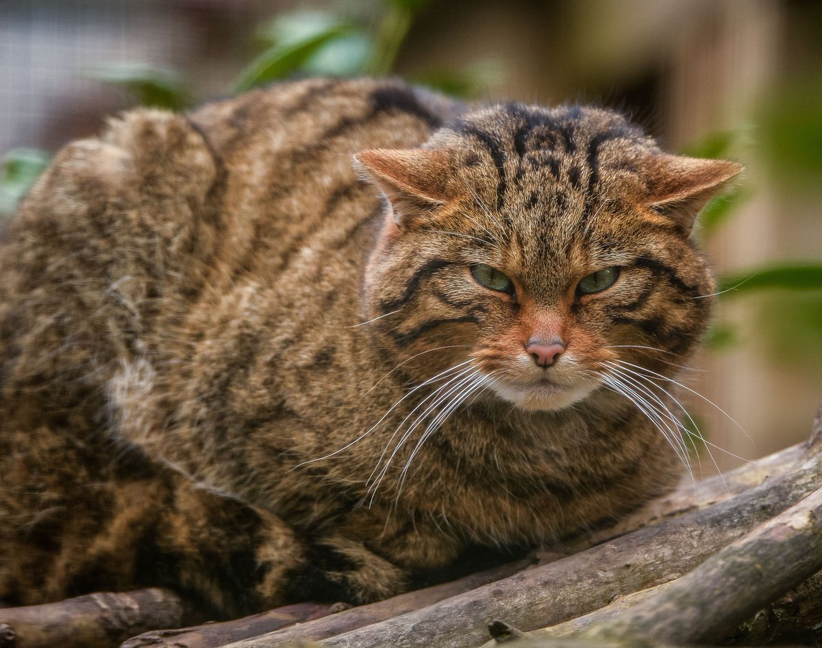 Европейский Лесной кот камышовый