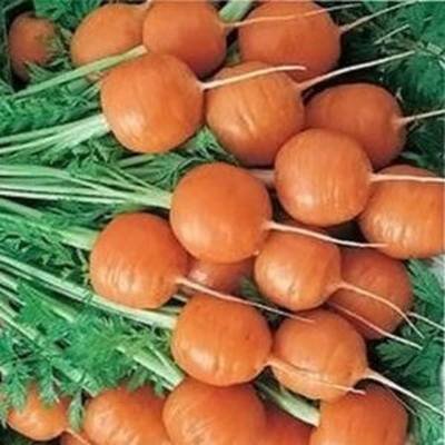 ранние сорта моркови