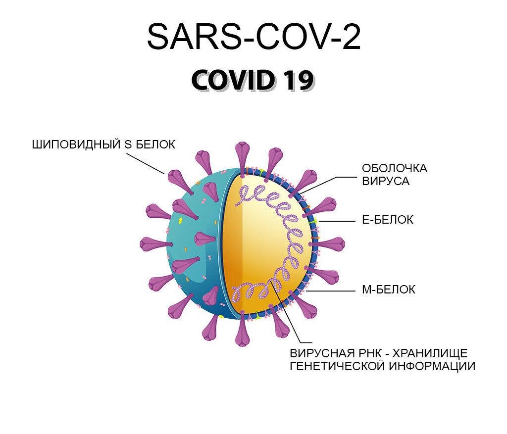 Вирусы используют для хранения генетической информации как ДНК, так и РНК. Коронавирус - РНК содержащий вирус, поэтому для диагностики КОВИД-19 используют ПЦР с обратной транскриптазой (ОТ-ПЦР). Иллюстрация brgfx: www.freepik.com/vectors/infographic