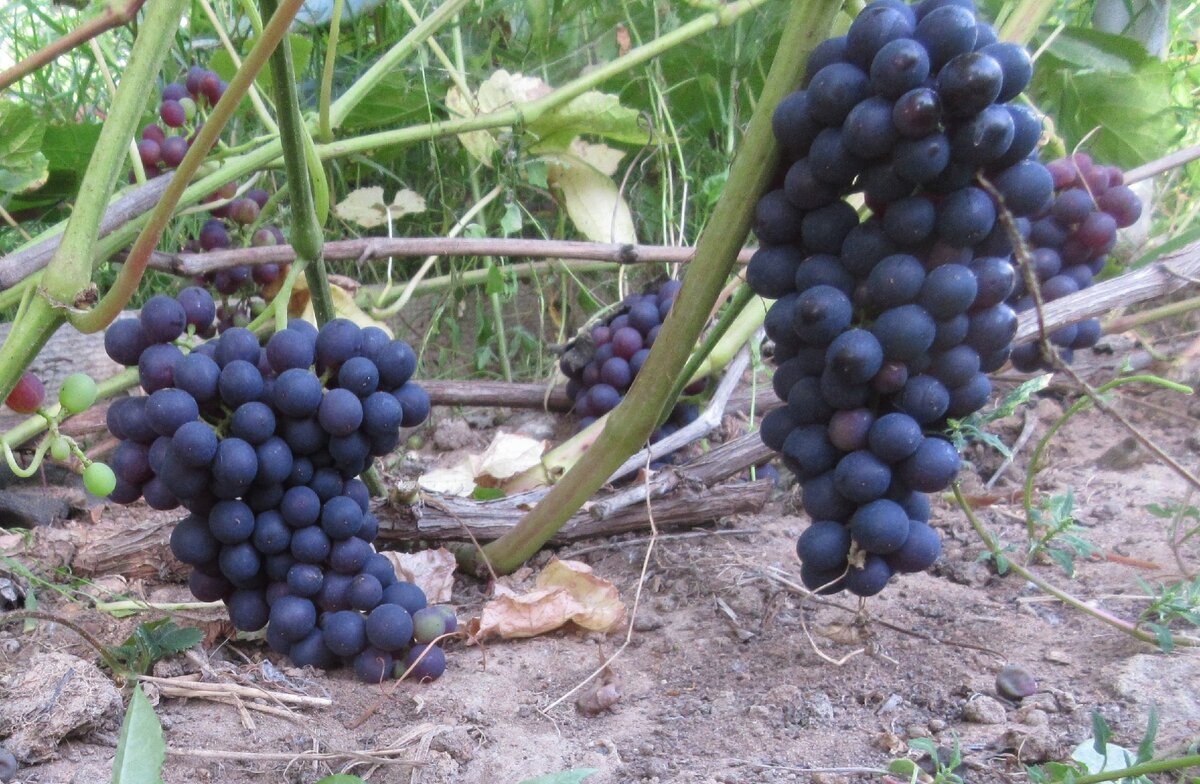 Кишмиш Памяти Домбковской один из самых ранних. Ему особенно нужна защита от возвратных заморозков. Фото автора