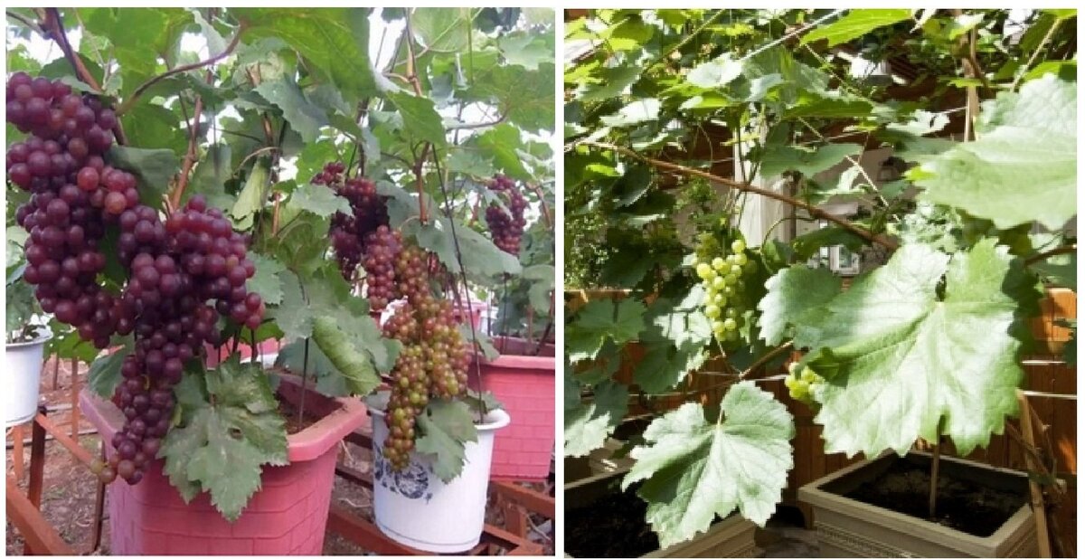 Как выращивать виноград на балконе в регионах с 35-ти градусными морозами иполучать урожай