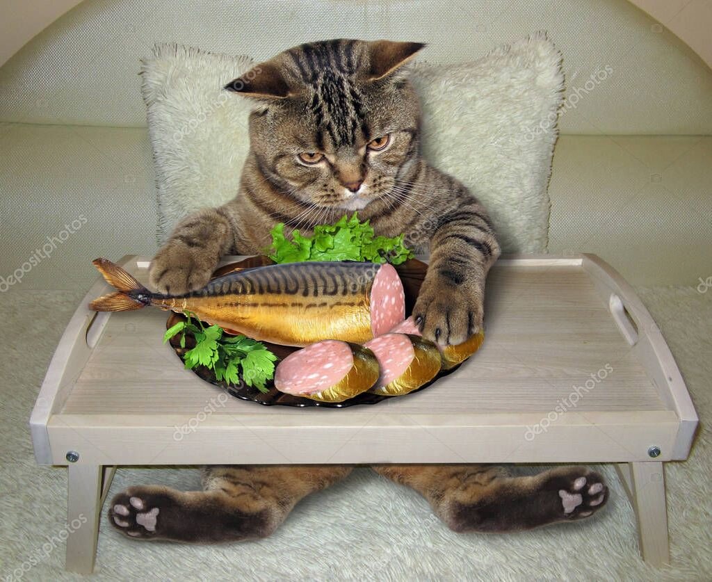 котик