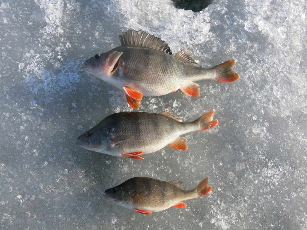 Зимняя рыбалка на окуня с использованием безмотылки