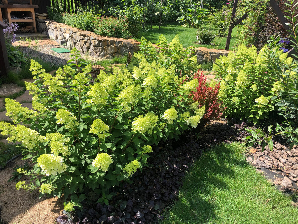 Гортензия Polar Bear (Полярный Медведь). По краю клумбы живучка ползучая