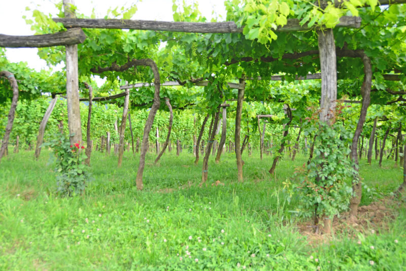Опоры для винограда, изготовленные самостоятельно