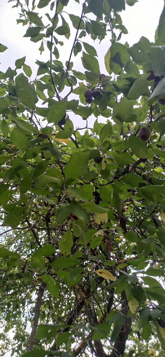 Сливовое дерево. Листайте галерею~