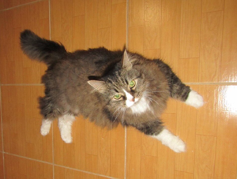 Шёрстка на "штанах" спутана настолько сильно, что мне приходится выстригать целые клоки