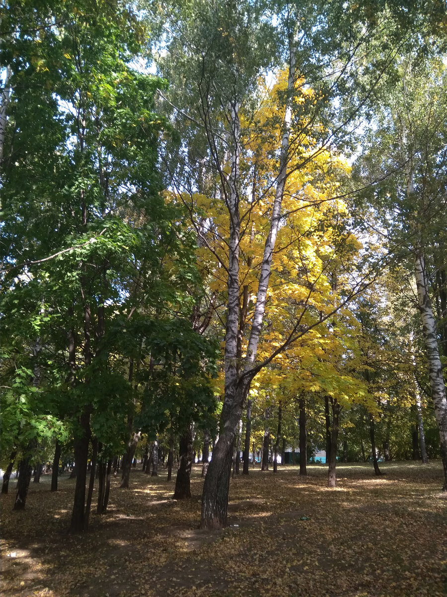 ....Листья жёлтые над городом кружатся...