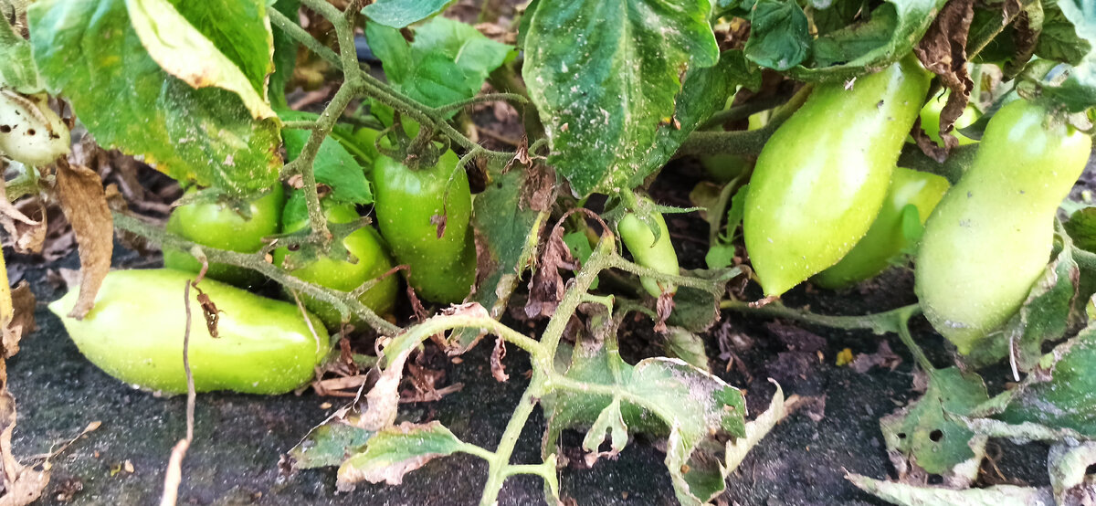 За пару недель они успешно доспеют