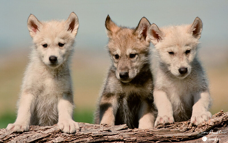 Даже те волчата, которые выросли рядом с человеком, боятся людей гораздо сильнее, чем щенки собак. Фото Jim Austin/Getty