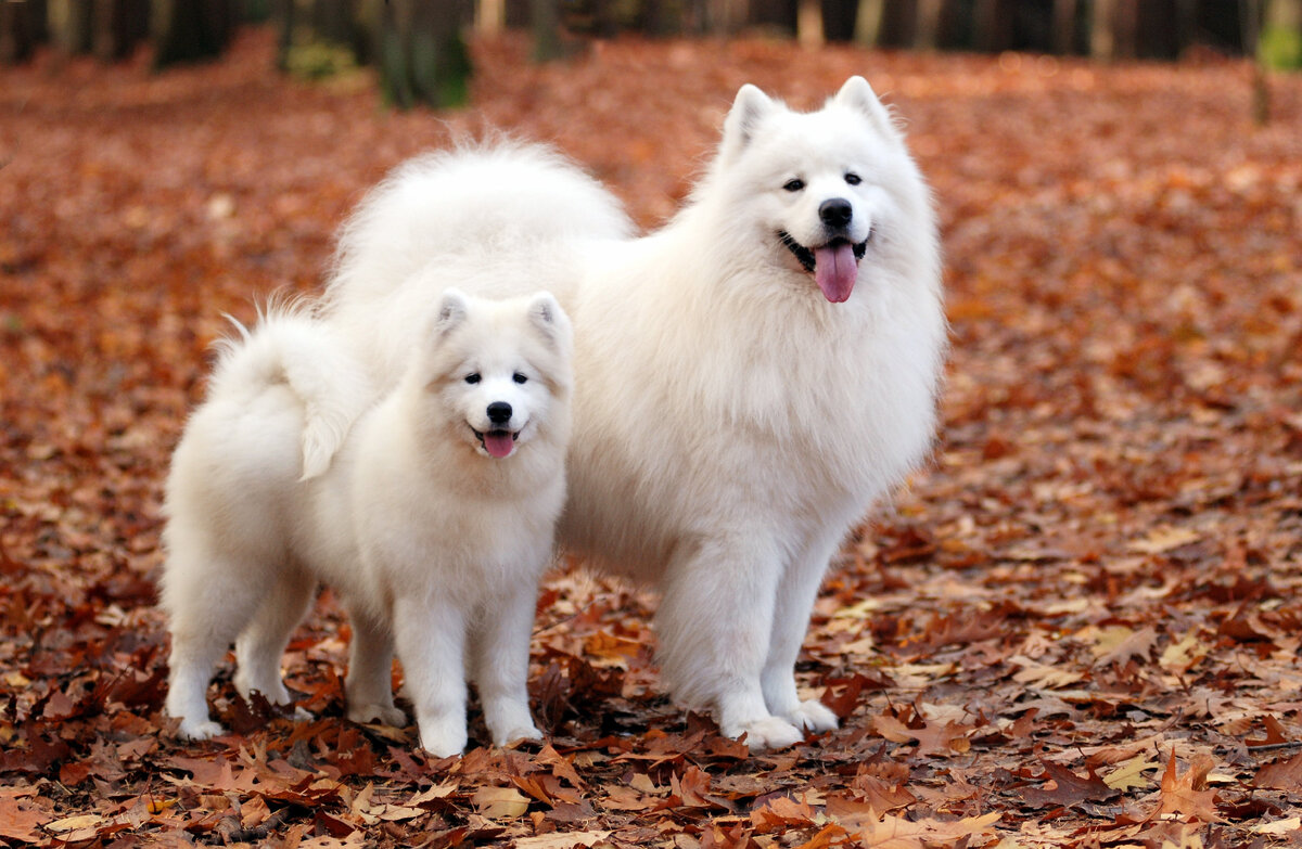 Самоед, Самоедская лайка (Samoyed)