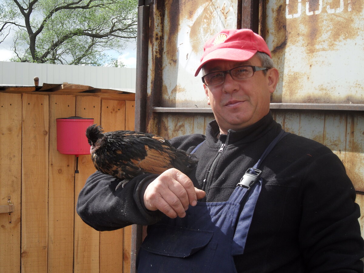 Дрессированные курочки)