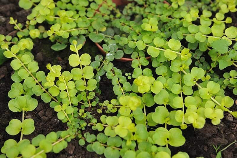 Lysimachia nummularia Green