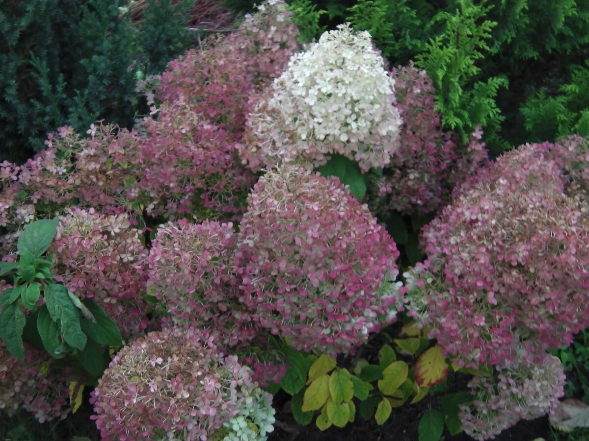 Метельчатая гортензия. Фото автора