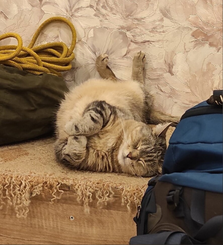 Как можно удержаться и не потискать?