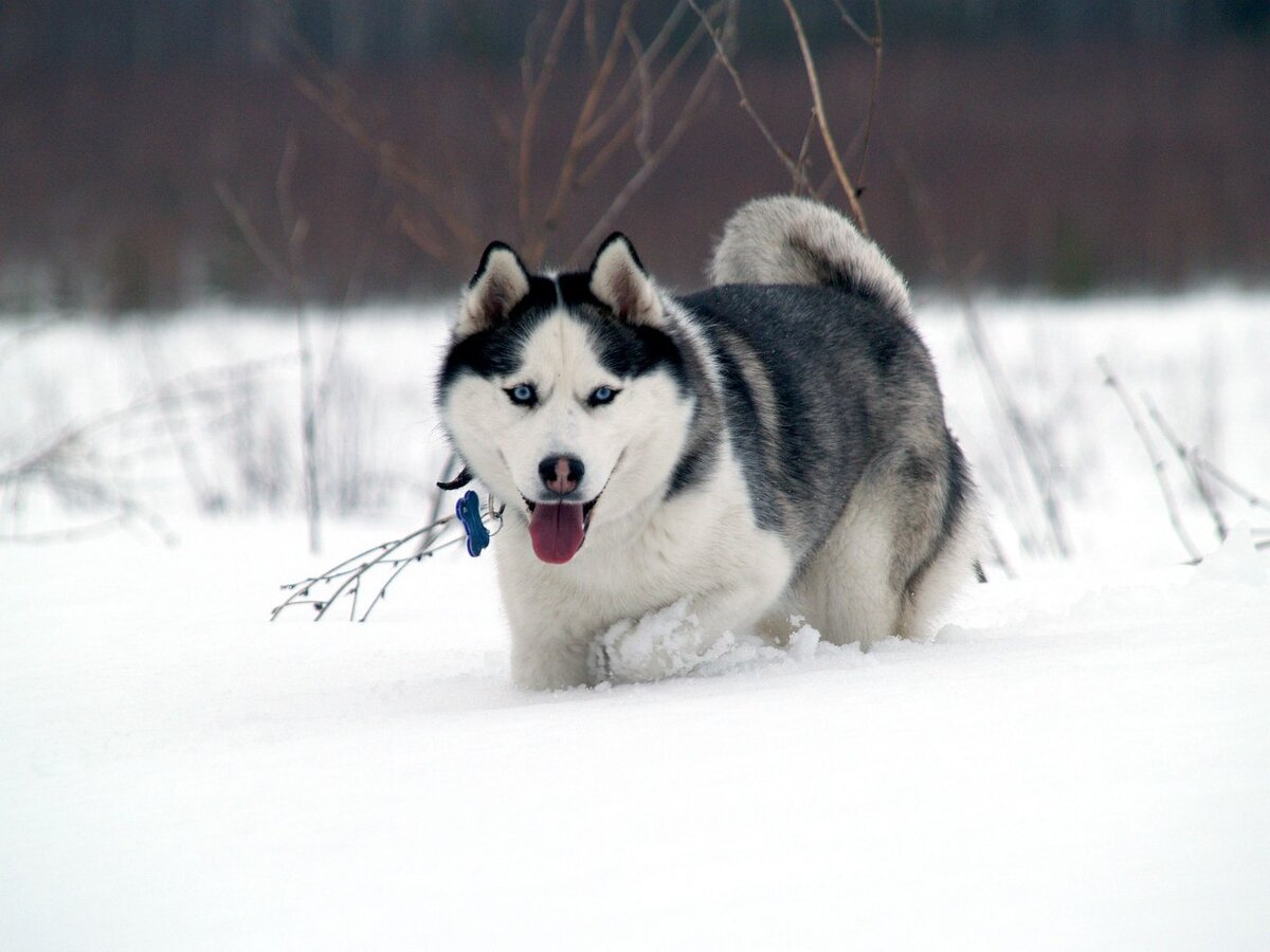 Бабочка, Бая, Банька и т.д.