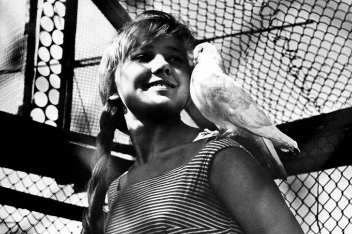 Кадры из фильма "Прощайте голуби"