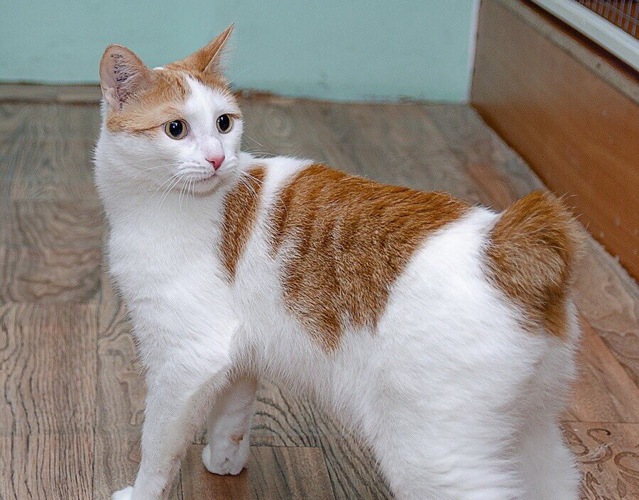 Я конечно добрый, но скоро моё терпение кончится. Повторяю последний раз: где мой хвост?! 