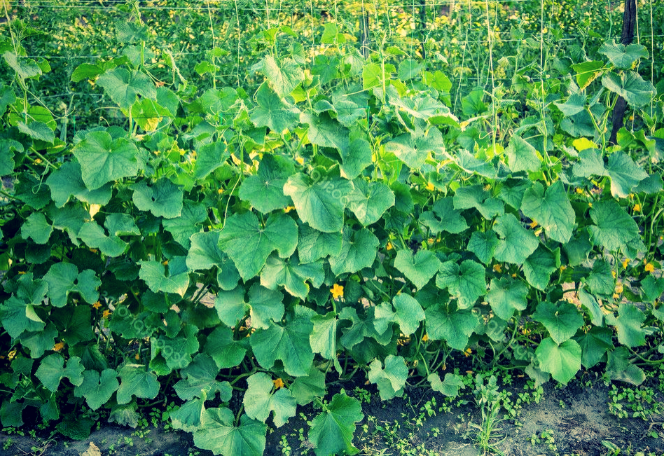 Грядка огурчиков