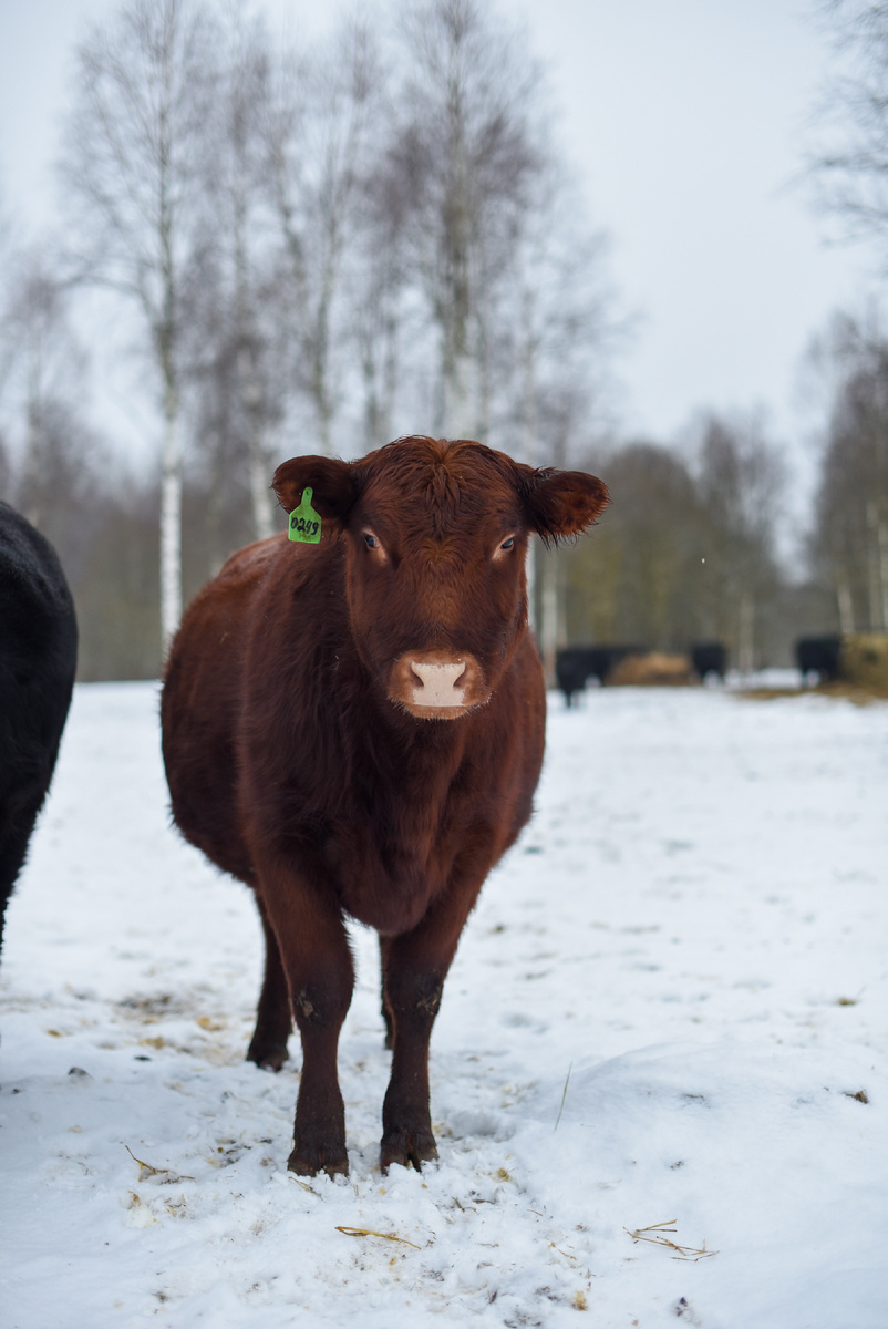 Красавица наша
