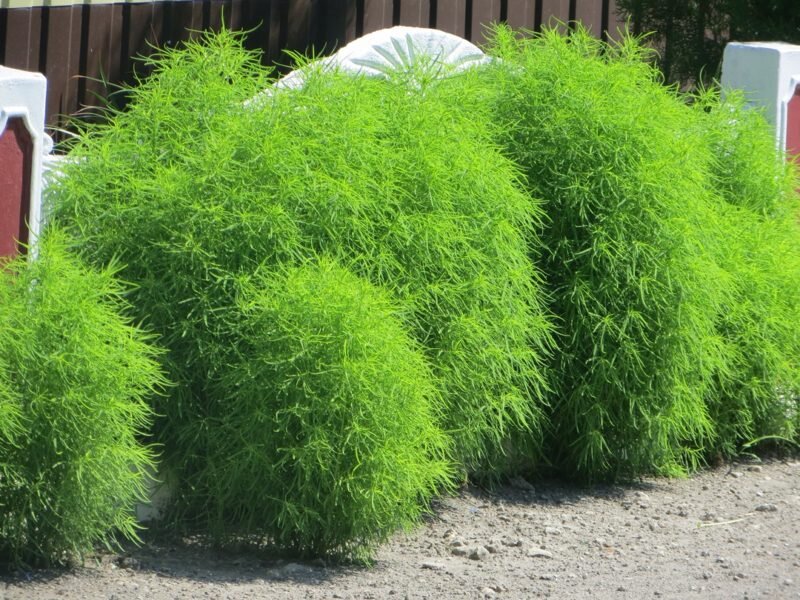 Кохия в саду