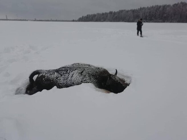 Официальный источник