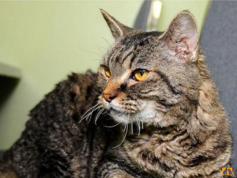 — Ничего себе, как тебя жизнь потрепала.
— Я, вообще-то голубых кровей! 