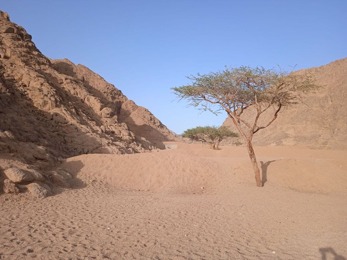 Моисей за 40 лет блужданий по этой пустыне не произвёл руками ни единой материальной вещи, но запомнился героем.